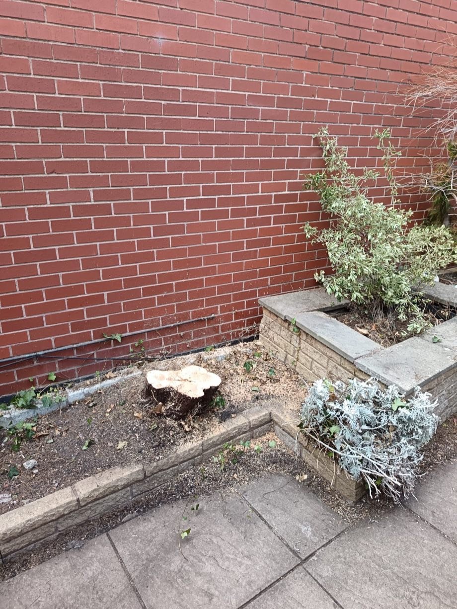A mature tree safely crown-reduced and reshaped by DJT Property Services in Burton upon Trent